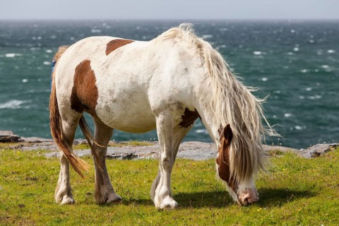 Pony on the sea