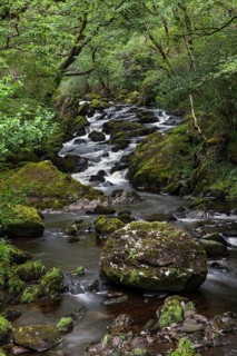 Stream