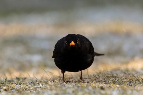 Blackbird (Turdus merula)