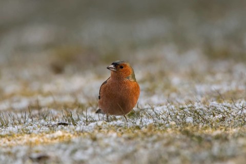 Chaffinch (Fringilla coelebs)