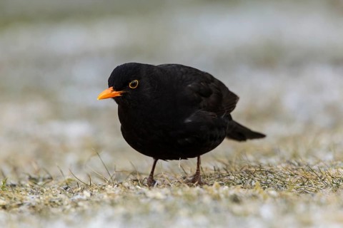 Blackbird (Turdus merula)