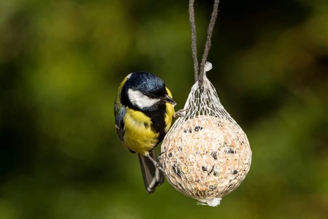 Great Tit (Parus major) perched on a fat ball