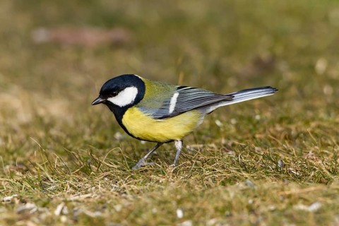 Great Tit (Parus major)
