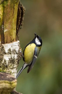 Great Tit (Parus major)