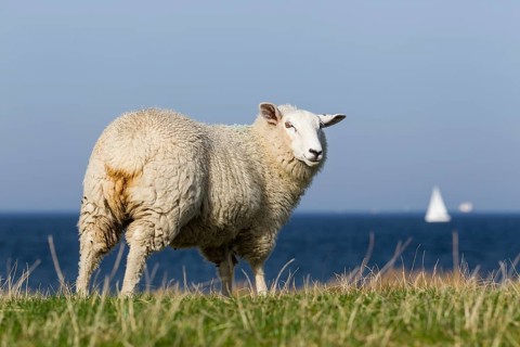 Sheep on a dyke