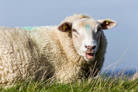 Sheep on a dyke