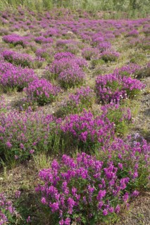 Blooming Broad-leaved willowherb (Epilobium montanum)