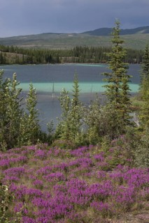 Blooming Broad-leaved willowherb (Epilobium montanum)