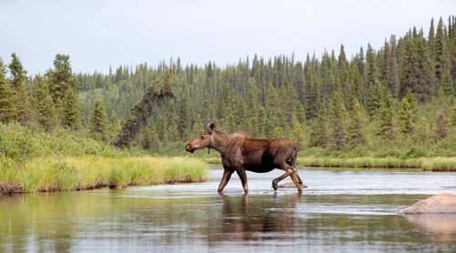 Young Moose (Alces alces)