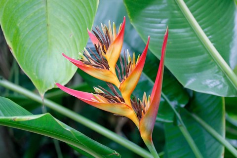 Red and yellow Lobster Claws (Heliconia aurantiaca) in a greenhouse