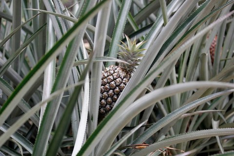 Pineapple (Ananas comosus) in a greenhouse