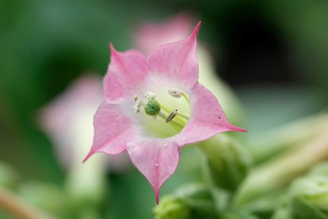 Flowering Cultivated Tobacco (Nicotiana tabakum) in a greenhouse