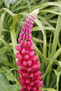 Large-leaved Lupine (Lupinus polyphyllus)