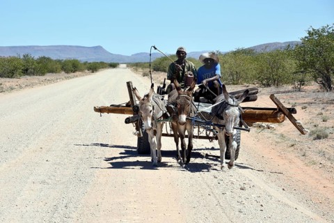 Transport of a telegraph pole on a donkey cart