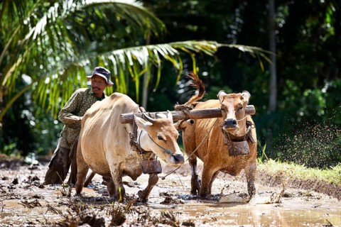 Indonesian farmer plowing a rice field with oxen