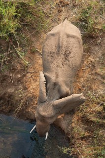 African Bush Elephant (Loxodonta africana)