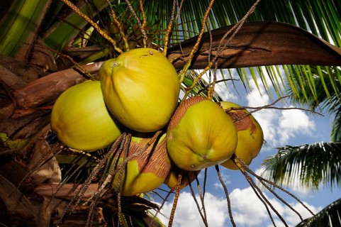 Coconuts hanging from a Coconut Palm (Cocos nucifera)