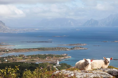 Two sheep on Vagekallen Mountain