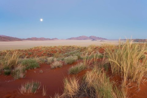 Feather Grass (Stipagrostis sp.) at the edge of the Namib Desert