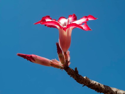 Desert Rose (Adenium multiflorum)