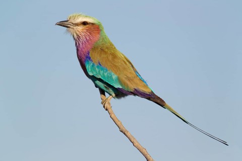 Lilac-breasted Roller (Coracias caudata)