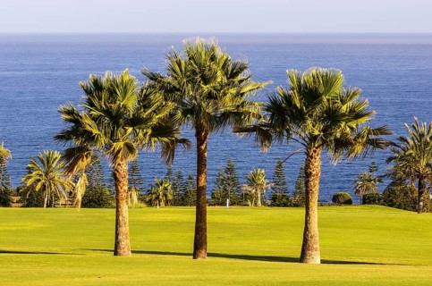 Three palm trees on a golf course