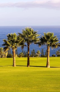Three palm trees on a golf course