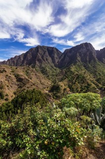 Vegetation of the mountain region