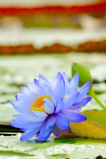 Giant water lilies (Nymphaea gigantea)