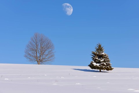 Beech (Fagus sp.) and Fir (Abies sp.) in winter