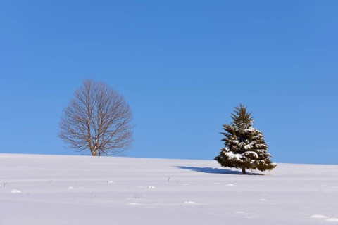 Beech (Fagus sp.) and Fir (Abies sp.) in winter