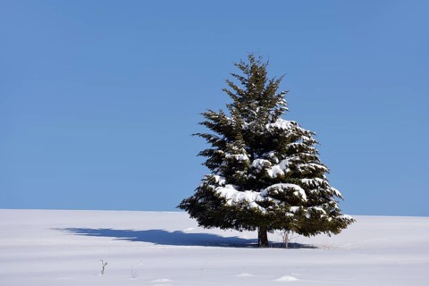 Fir (Abies sp.) in winter