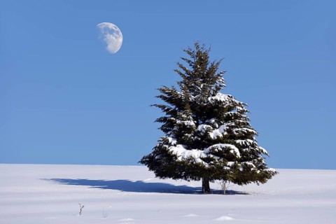 Fir (Abies sp.) in winter