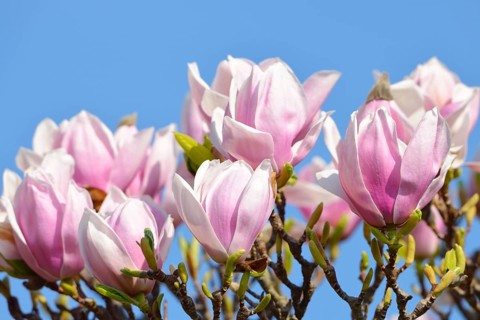 Tulip Magnolia (Magnolia x soulangeana) amabilis cultivar