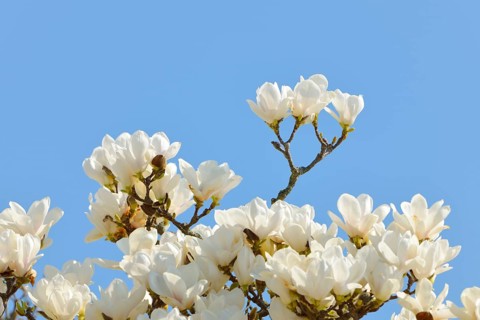 Flowers of the Yulan Magnolia (Magnolia denudata)