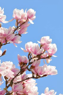 Tulip Magnolia (Magnolia x soulangeana) amabilis cultivar