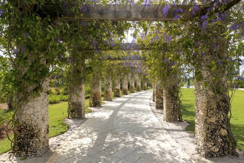 flowering Blooming Purple wreath (Petrea volubilis) on pergola
