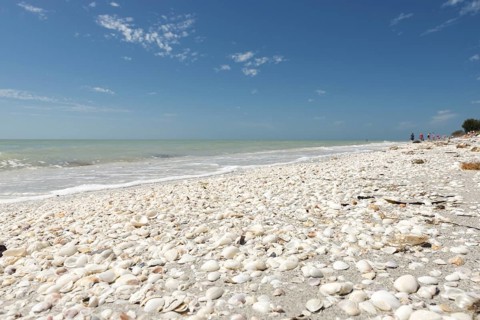 Shells on the beach