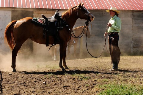 Bucking horse being held on the reins by a cowgirl in a paddock on the prairie