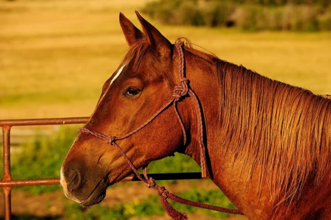 Horse in profile