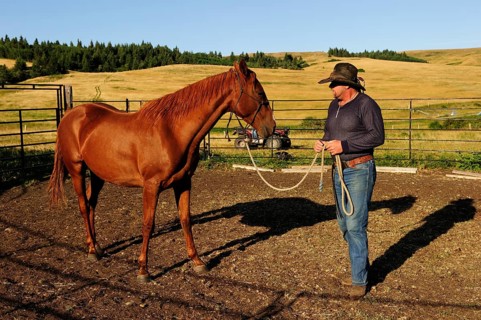 Cowboy taming a wild horse in a paddock on the prairie