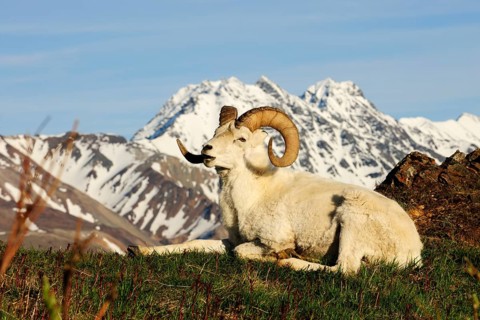Dall Sheep (Ovis dalli dalli) in the Arctic tundra in front of the Alaska Range