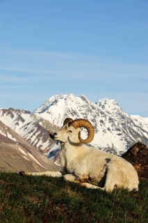 Dall Sheep (Ovis dalli dalli) in the Arctic tundra in front of the Alaska Range