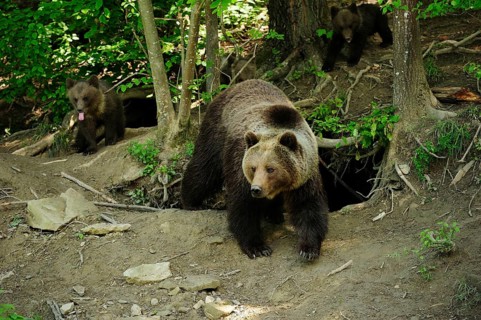 Brown Bears (Ursus arctos)