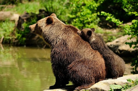 Brown Bears (Ursus arctos)