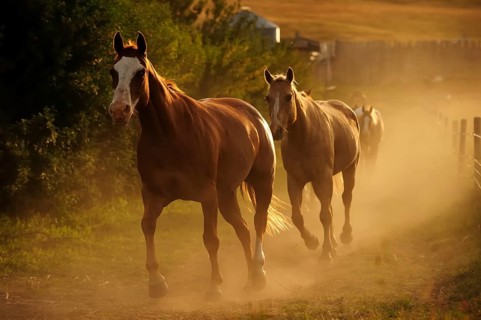 Cowboy horses trotting in the dust along the paddock fence