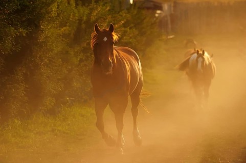 Cowboy horses trotting in the dust along the paddock fence
