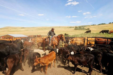 Cowboy on a horse capturing cattle in the paddock with a lasso so that they can be branded