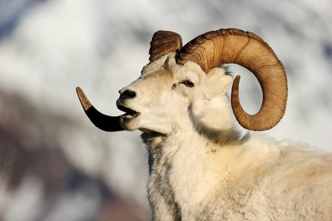 Dall Sheep (Ovis dalli dalli)