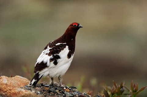 Willow Ptarmigan or Willow Grouse (Lagopus lagopus) standing in the Arctic tundra